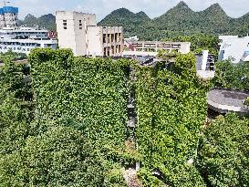 Creepers Occupy Library Wall at A University in Guiyang