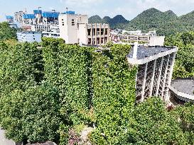 Creepers Occupy Library Wall at A University in Guiyang