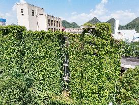 Creepers Occupy Library Wall at A University in Guiyang