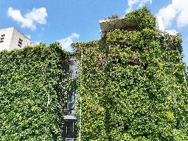 Creepers Occupy Library Wall at A University in Guiyang