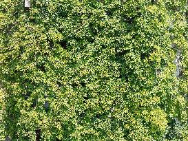 Creepers Occupy Library Wall at A University in Guiyang