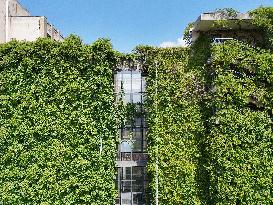 Creepers Occupy Library Wall at A University in Guiyang