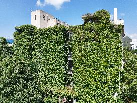 Creepers Occupy Library Wall at A University in Guiyang