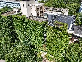 Creepers Occupy Library Wall at A University in Guiyang