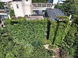 Creepers Occupy Library Wall at A University in Guiyang