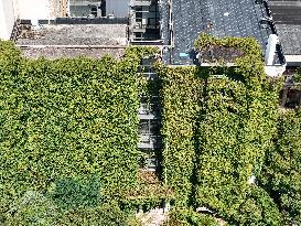 Creepers Occupy Library Wall at A University in Guiyang