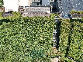 Creepers Occupy Library Wall at A University in Guiyang