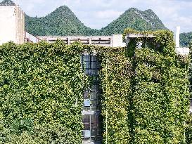 Creepers Occupy Library Wall at A University in Guiyang