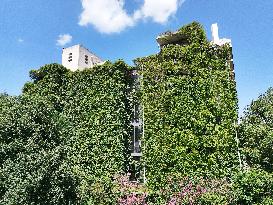 Creepers Occupy Library Wall at A University in Guiyang