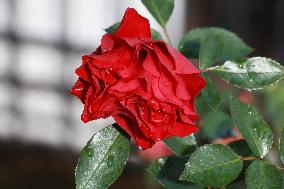 Red Rose With Dew Drops In The Morning