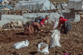 Kyanjin Gompa Village At The Himalayas Mountains