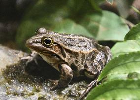 Pond frog