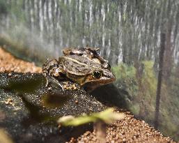 Pond frog