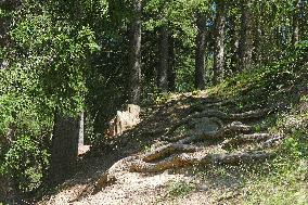 Spruce forest in Ukrainian Carpathians