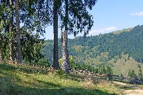 Spruce forest in Ukrainian Carpathians