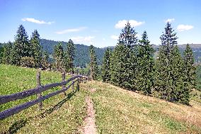 Spruce forest in Ukrainian Carpathians