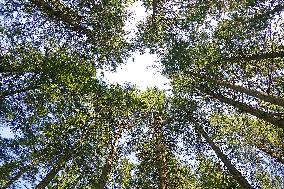 Spruce forest in Ukrainian Carpathians