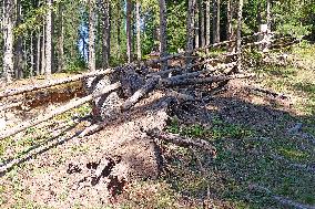 Spruce forest in Ukrainian Carpathians