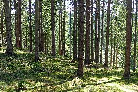 Spruce forest in Ukrainian Carpathians