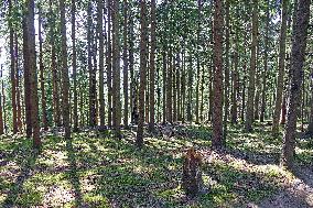 Spruce forest in Ukrainian Carpathians