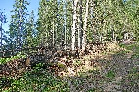 Spruce forest in Ukrainian Carpathians