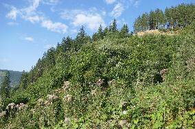 Spruce forest in Ukrainian Carpathians