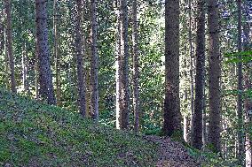 Spruce forest in Ukrainian Carpathians