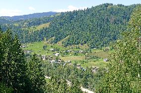 Spruce forest in Ukrainian Carpathians