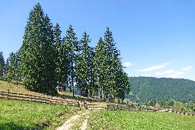 Spruce forest in Ukrainian Carpathians