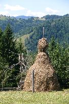 Spruce forest in Ukrainian Carpathians