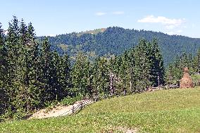 Spruce forest in Ukrainian Carpathians