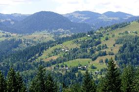 Spruce forest in Ukrainian Carpathians