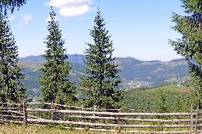 Spruce forest in Ukrainian Carpathians