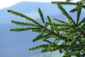 Spruce forest in Ukrainian Carpathians