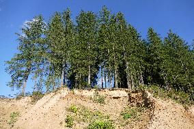 Spruce forest in Ukrainian Carpathians