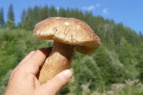 Spruce forest in Ukrainian Carpathians