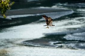 Osprey In Ohio