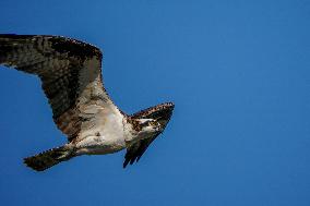 Osprey In Ohio