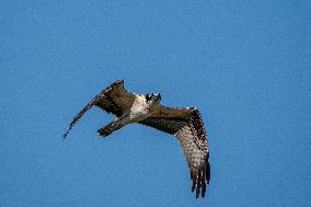 Osprey In Ohio