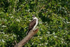 Osprey In Ohio