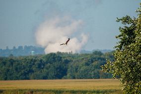 Osprey In Ohio