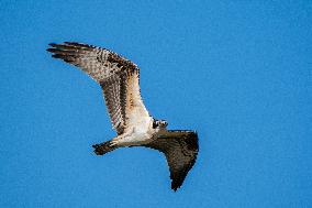 Osprey In Ohio