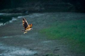 Osprey In Ohio