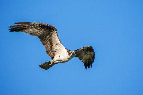 Osprey In Ohio