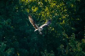 Osprey In Ohio