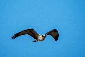 Osprey In Ohio