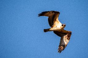 Osprey In Ohio