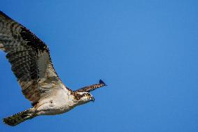 Osprey In Ohio