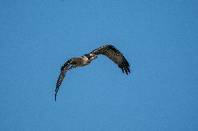 Osprey In Ohio