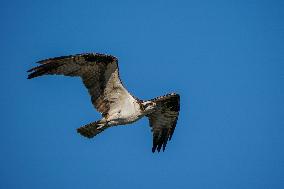 Osprey In Ohio